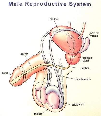 Vasectomy Diagrams – Gentle Vasectomy